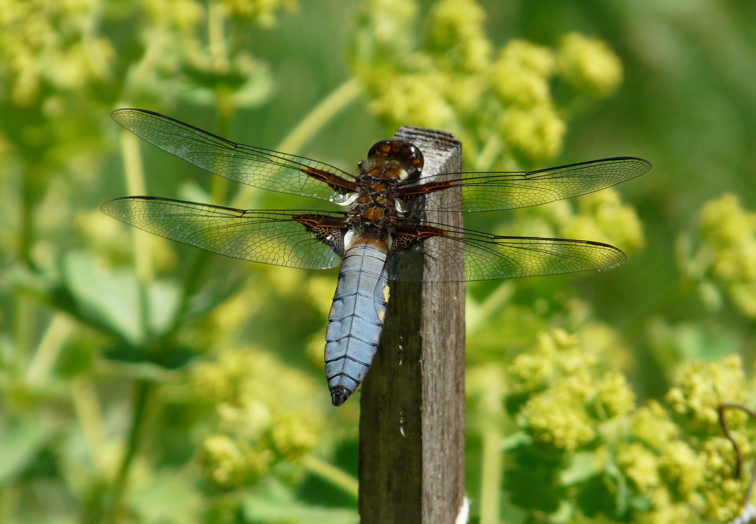 Blaue Plattbauchlibelle