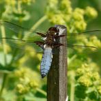 Blaue Plattbauchlibelle