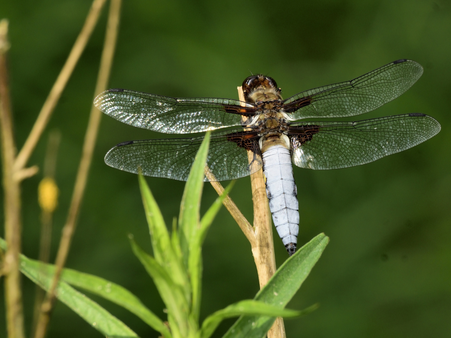 Blaue Plattbauchlibelle