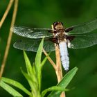 Blaue Plattbauchlibelle