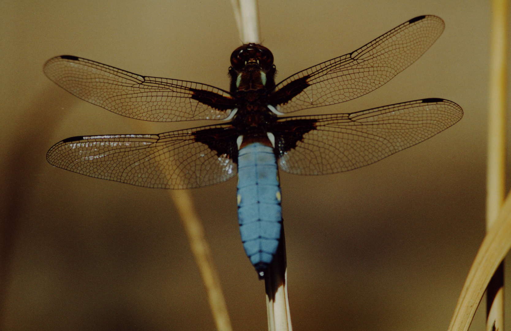 blaue Plattbauchlibelle, Männchen