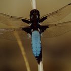 blaue Plattbauchlibelle, Männchen