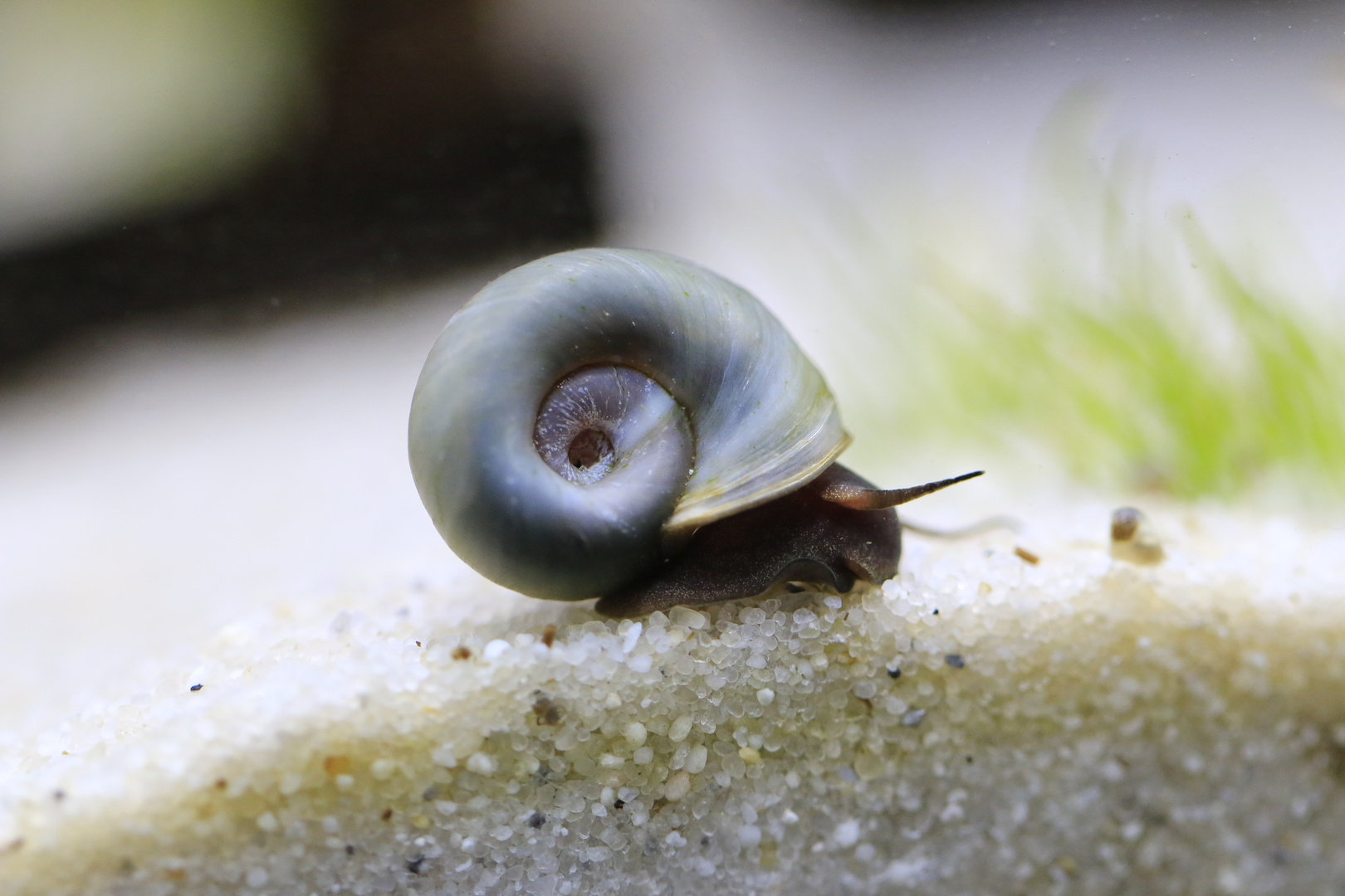 Blaue Posthorn Schnecke