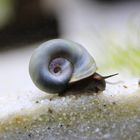 Blaue Posthorn Schnecke