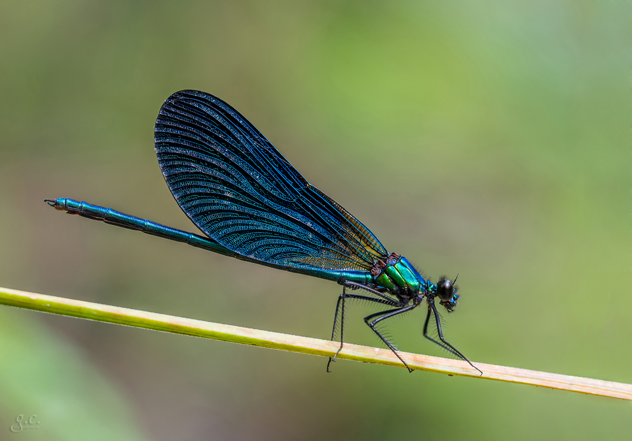 Blaue Pracht...