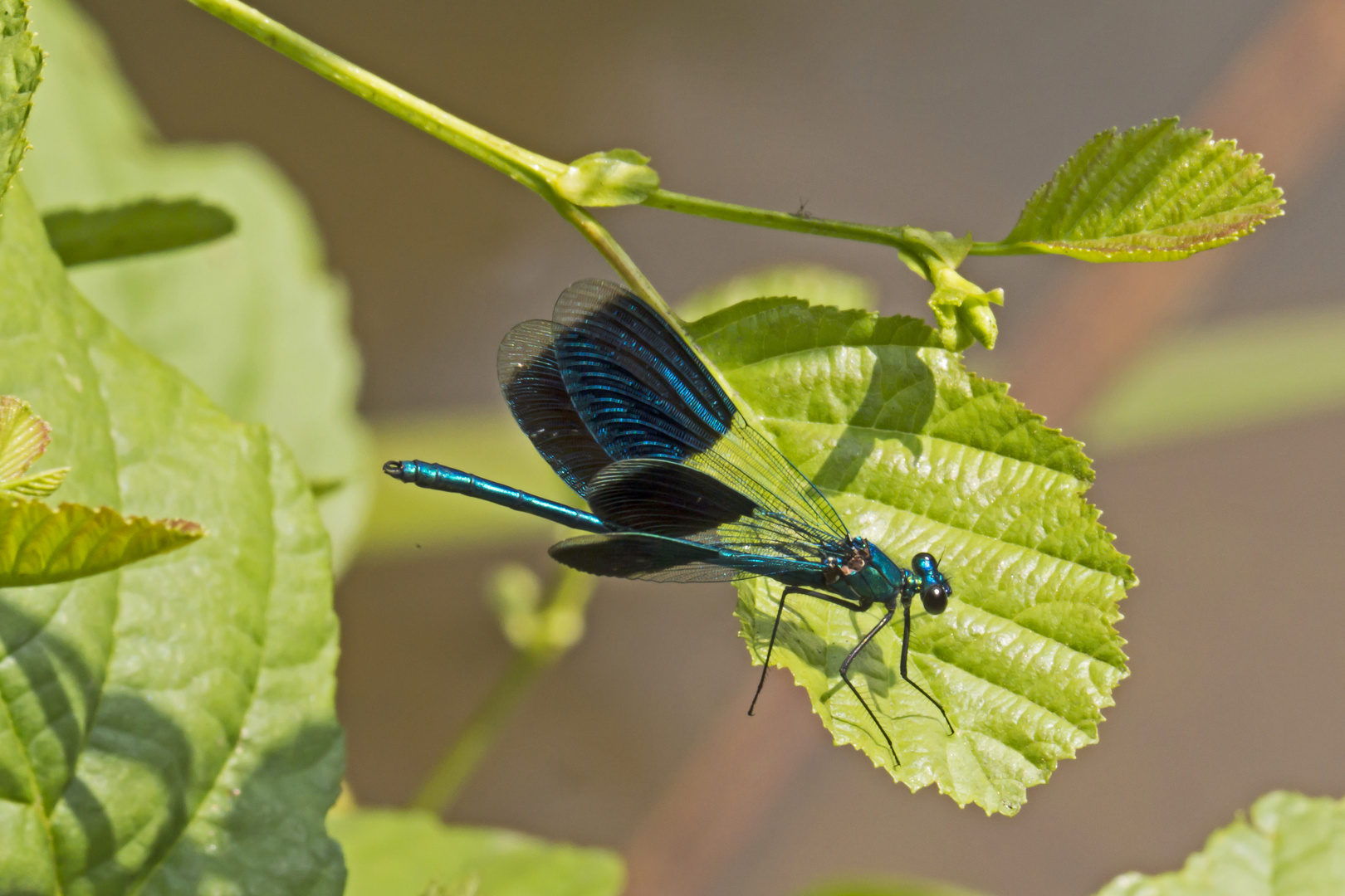 Blaue Pracht