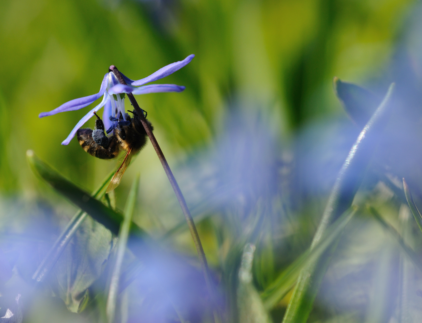 Blaue Pracht