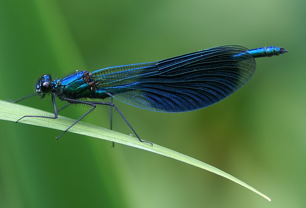 Blaue Pracht