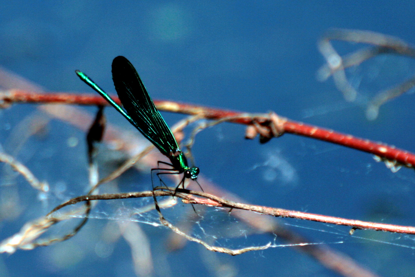 blaue Prachtlibelle.