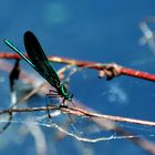 blaue Prachtlibelle.