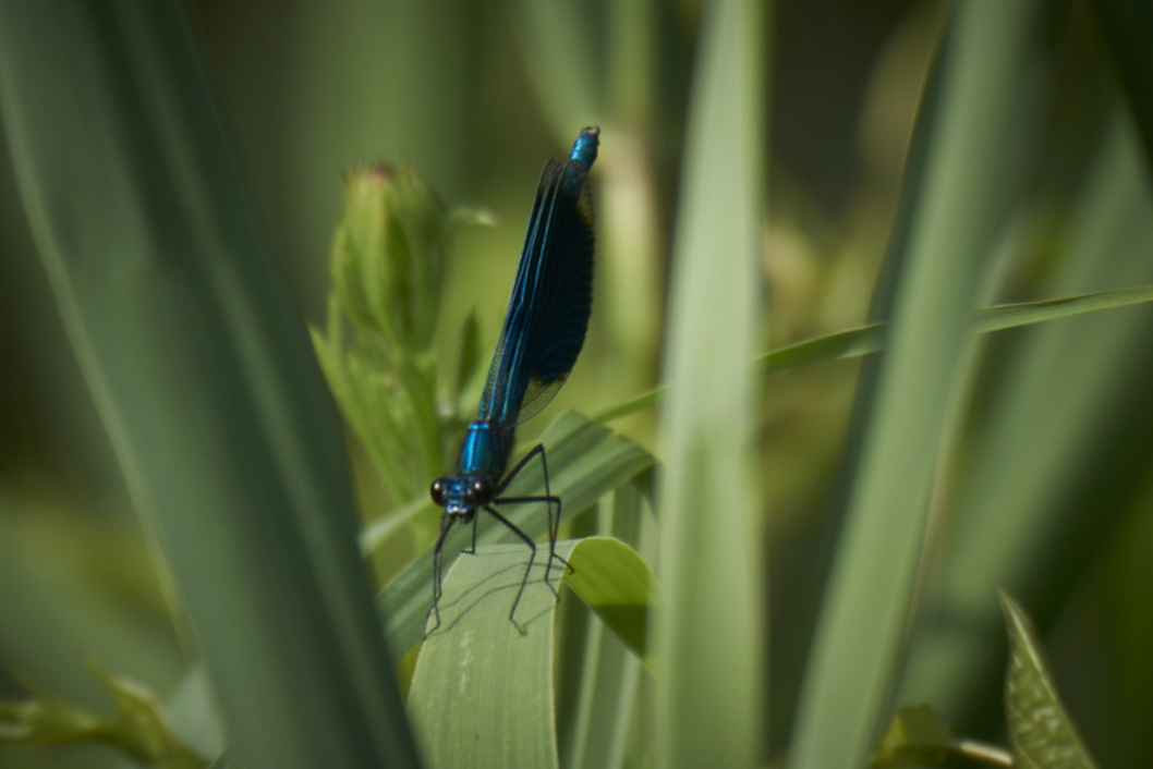 Blaue Prachtlibelle