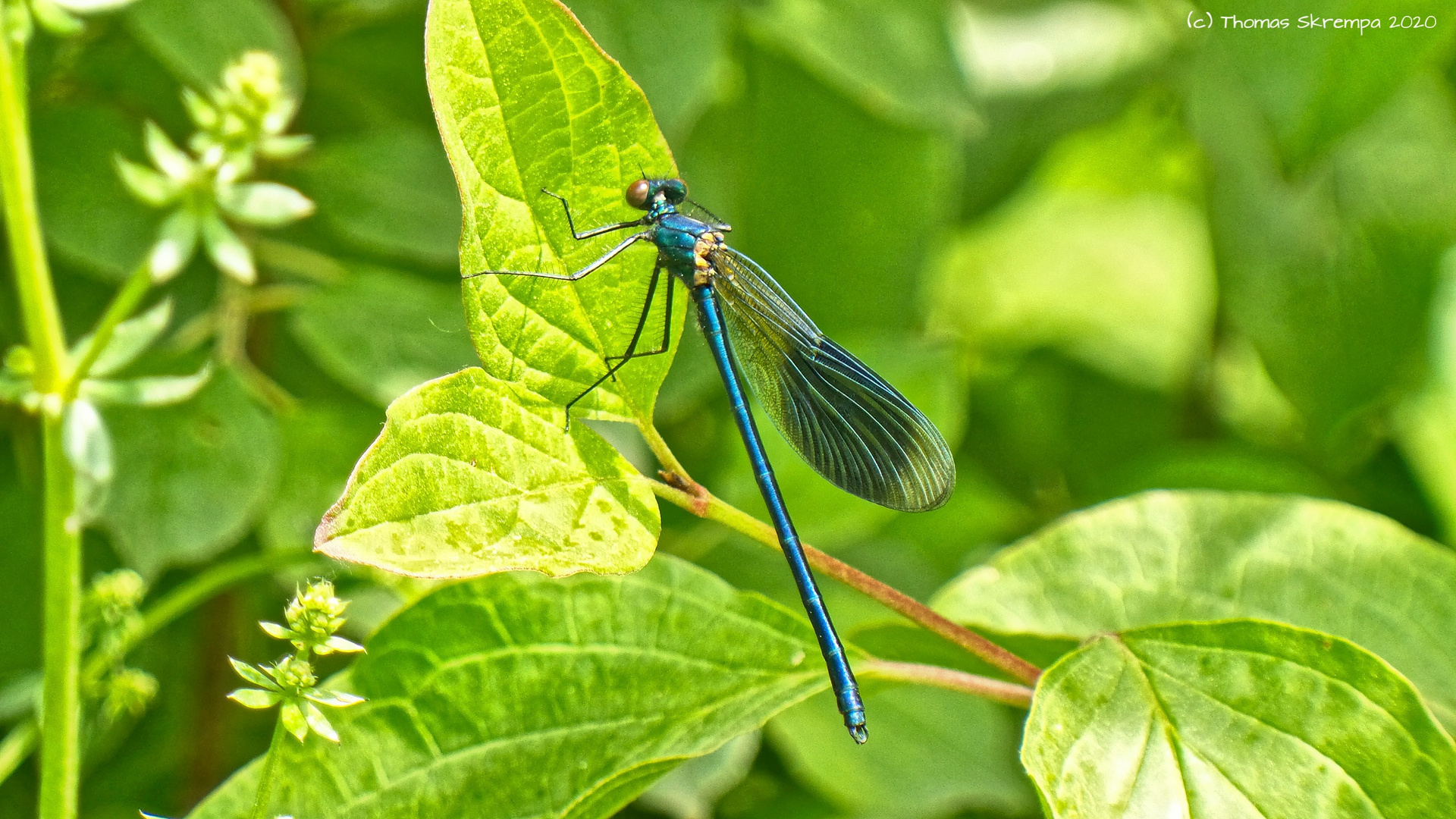 Blaue Prachtlibelle