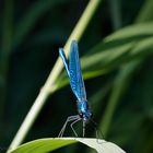 Blaue Prachtlibelle