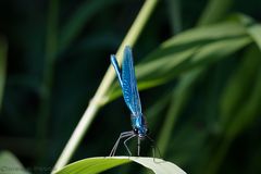 Blaue Prachtlibelle