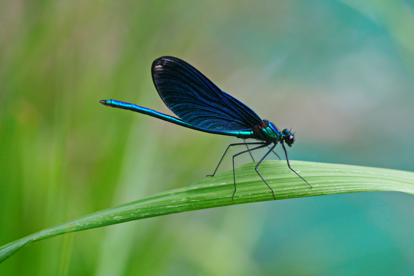 Blaue Prachtlibelle