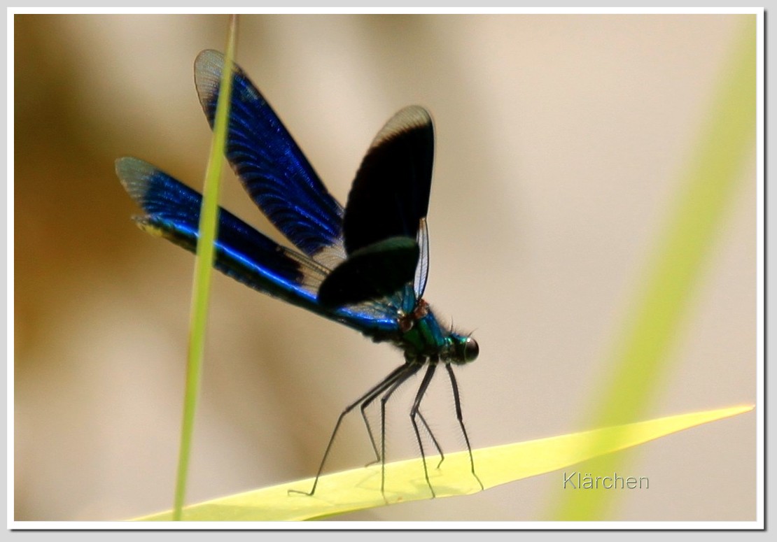 blaue Prachtlibelle