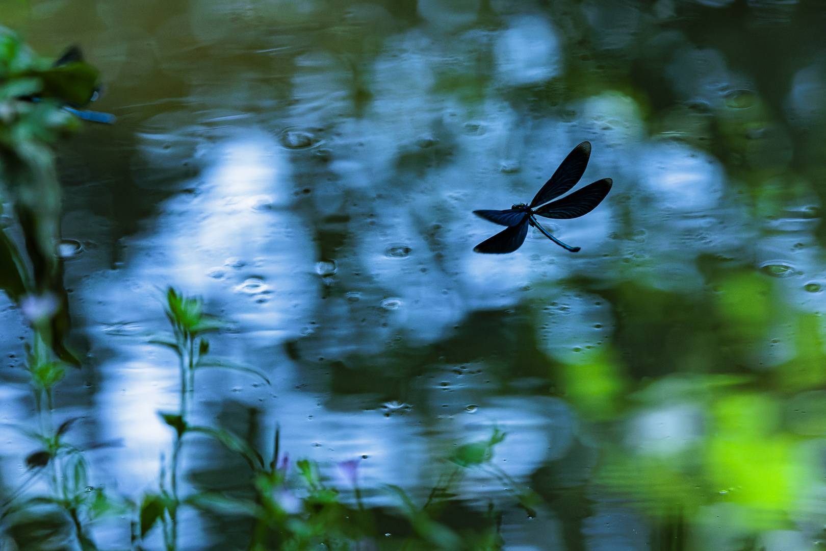Blaue Prachtlibelle am Bach