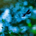Blaue Prachtlibelle am Bach