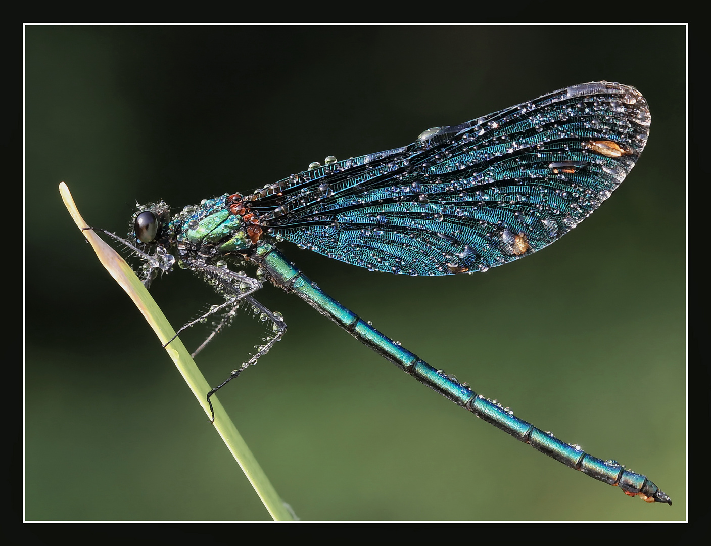 BLAUE PRACHTLIBELLE