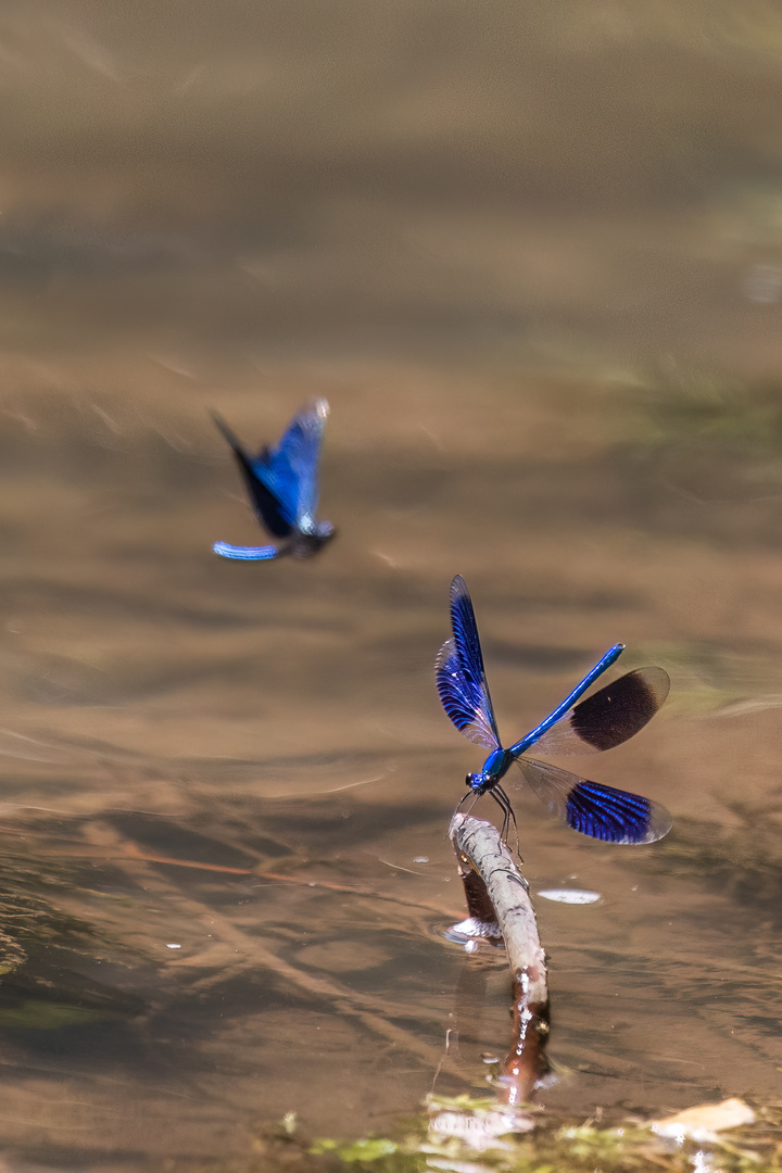 Blaue Prachtlibelle