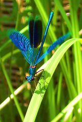 .....blaue Prachtlibelle (Calopteryx splendens).....