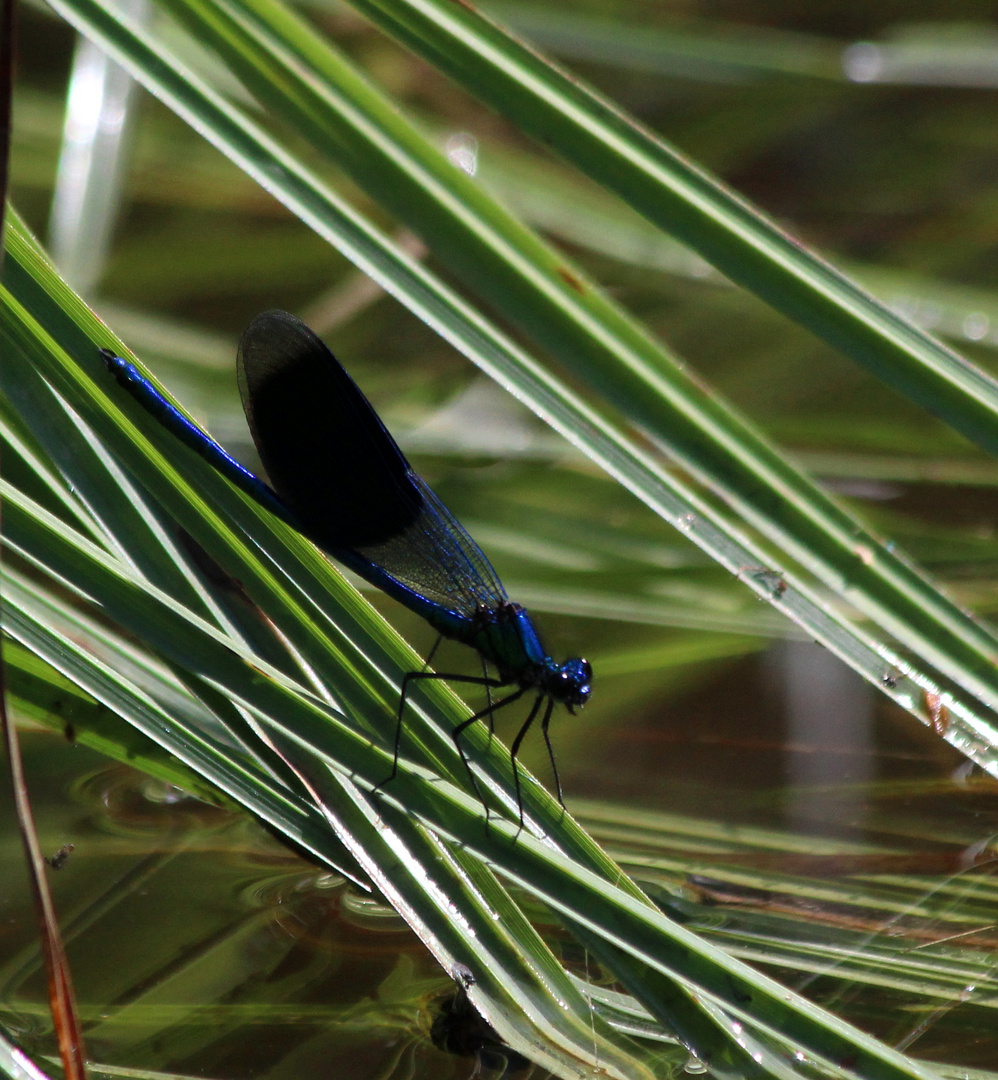 Blaue Prachtlibelle