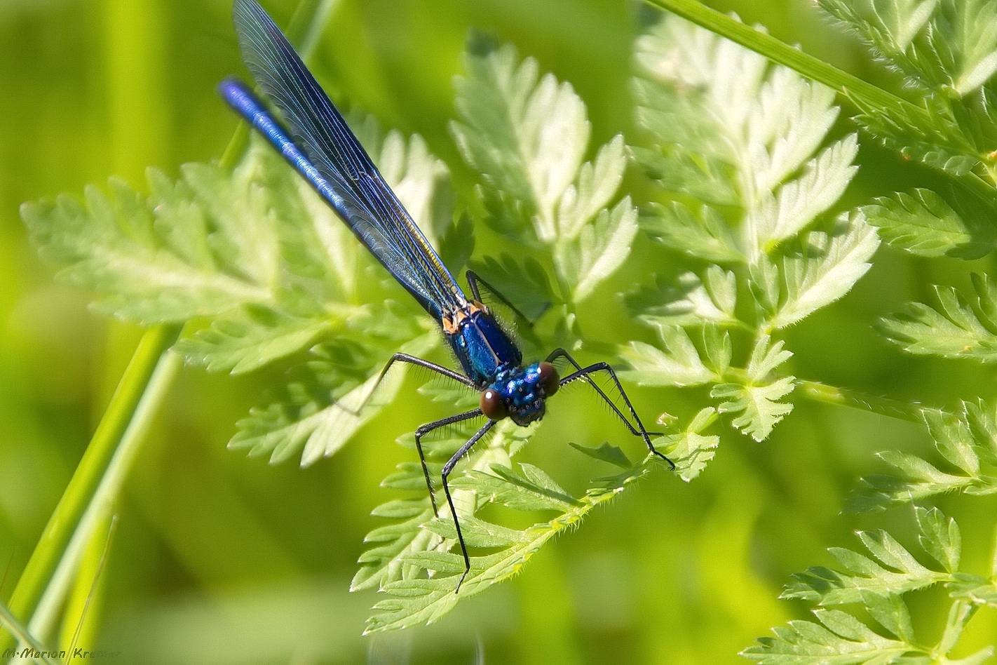 Blaue Prachtlibelle