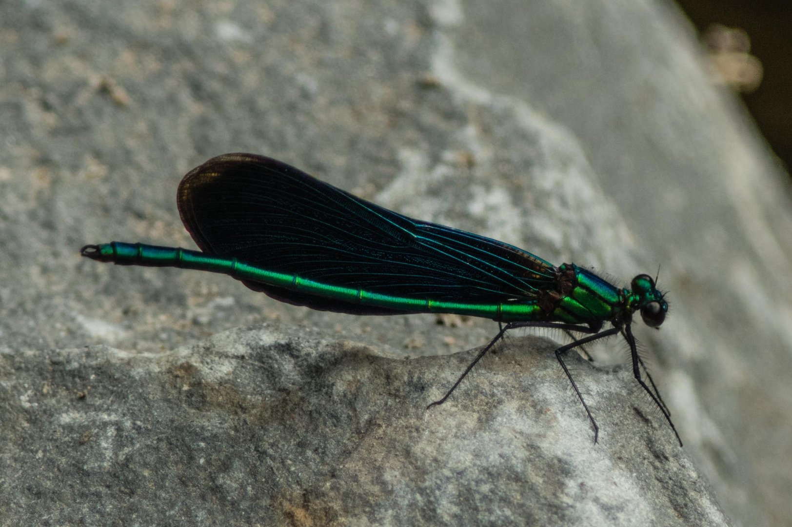 Blaue Prachtlibelle