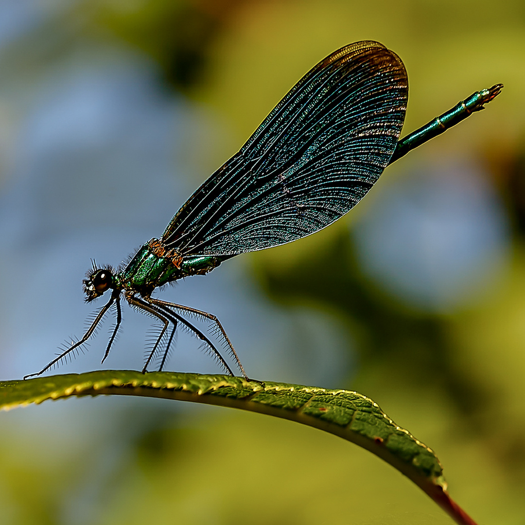 Blaue Prachtlibelle