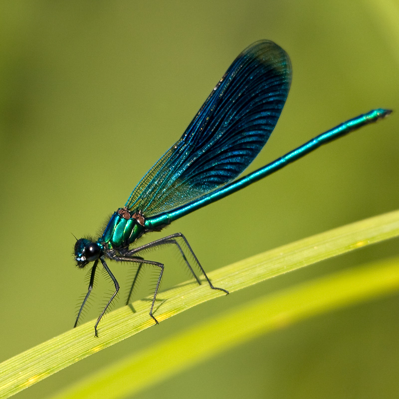 Blaue Prachtlibelle