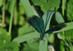 blaue Prachtlibelle - ganz prächtig :-)