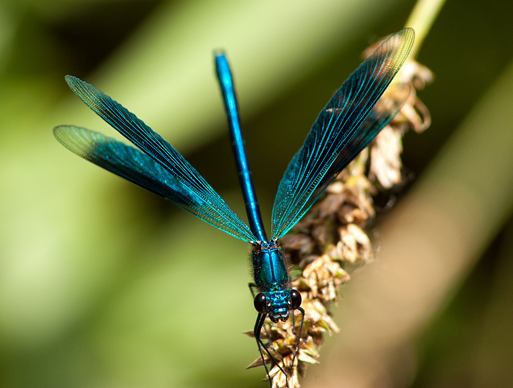 Blaue Prachtlibelle (gebänderte Prachtlibelle)