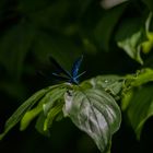 Blaue Prachtlibelle II - Botanischer Garten Augsburg