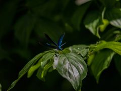 Blaue Prachtlibelle II - Botanischer Garten Augsburg