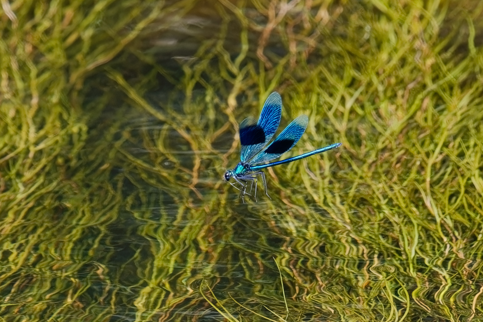 Blaue Prachtlibelle im Abflug