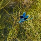 Blaue Prachtlibelle im Abflug