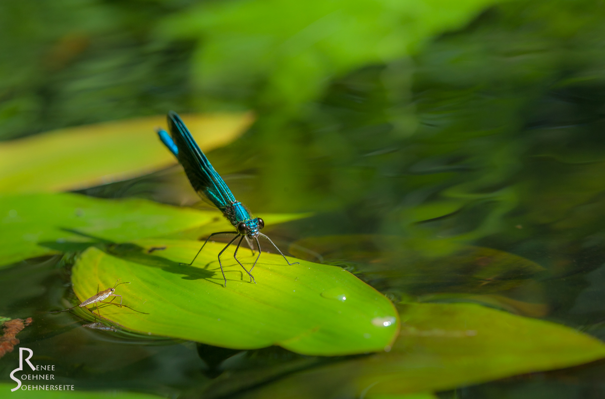 blaue Prachtlibelle mit Besuch