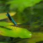 blaue Prachtlibelle mit Besuch