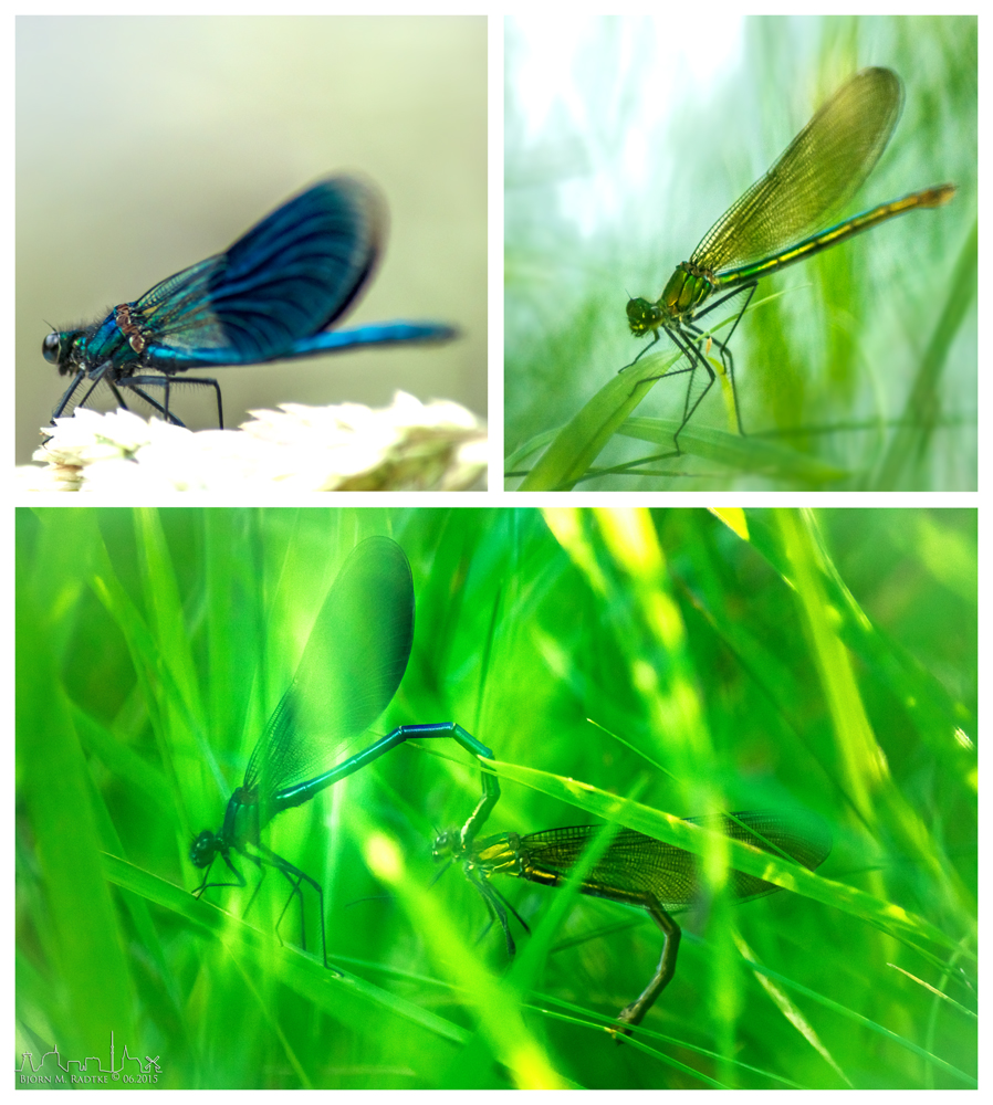 Blaue Prachtlibellen am Rotbach