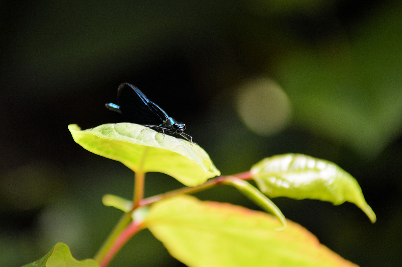 blaue Prachtliblle