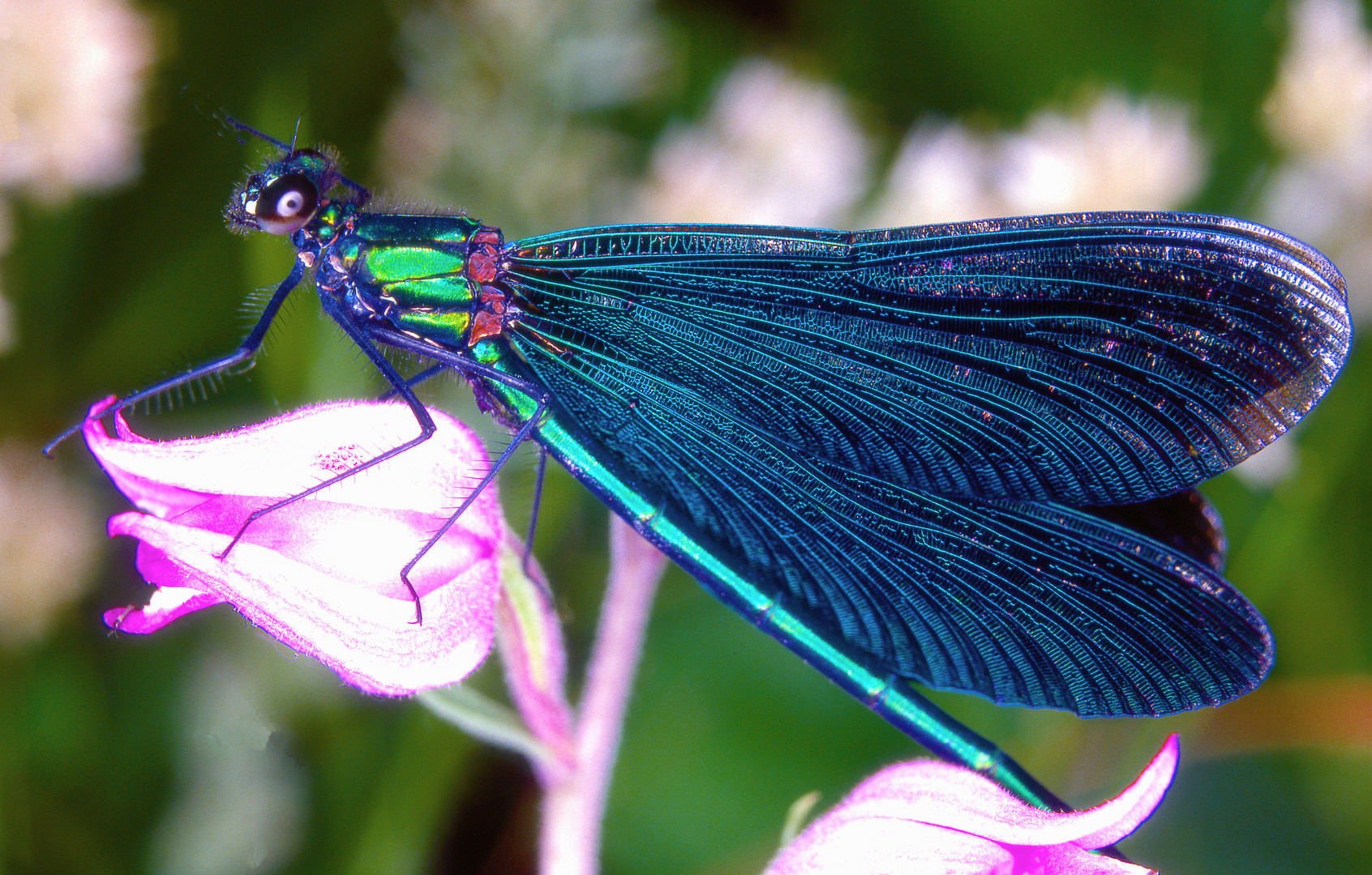 Blaue Prachtllibelle