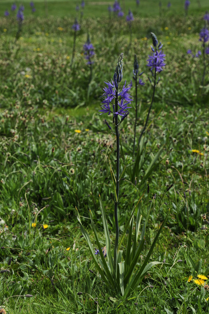 Blaue Prärielilie (2019_04_30_EOS 6D Mark II_1638_ji)