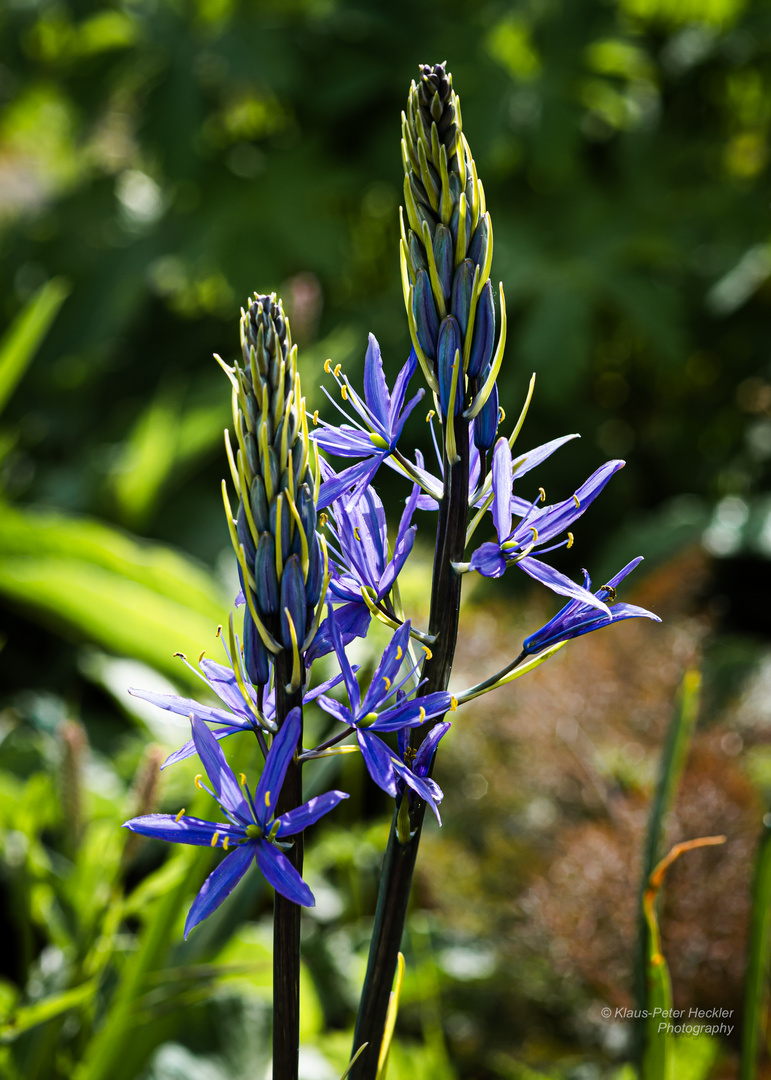 Blaue Prärielilie