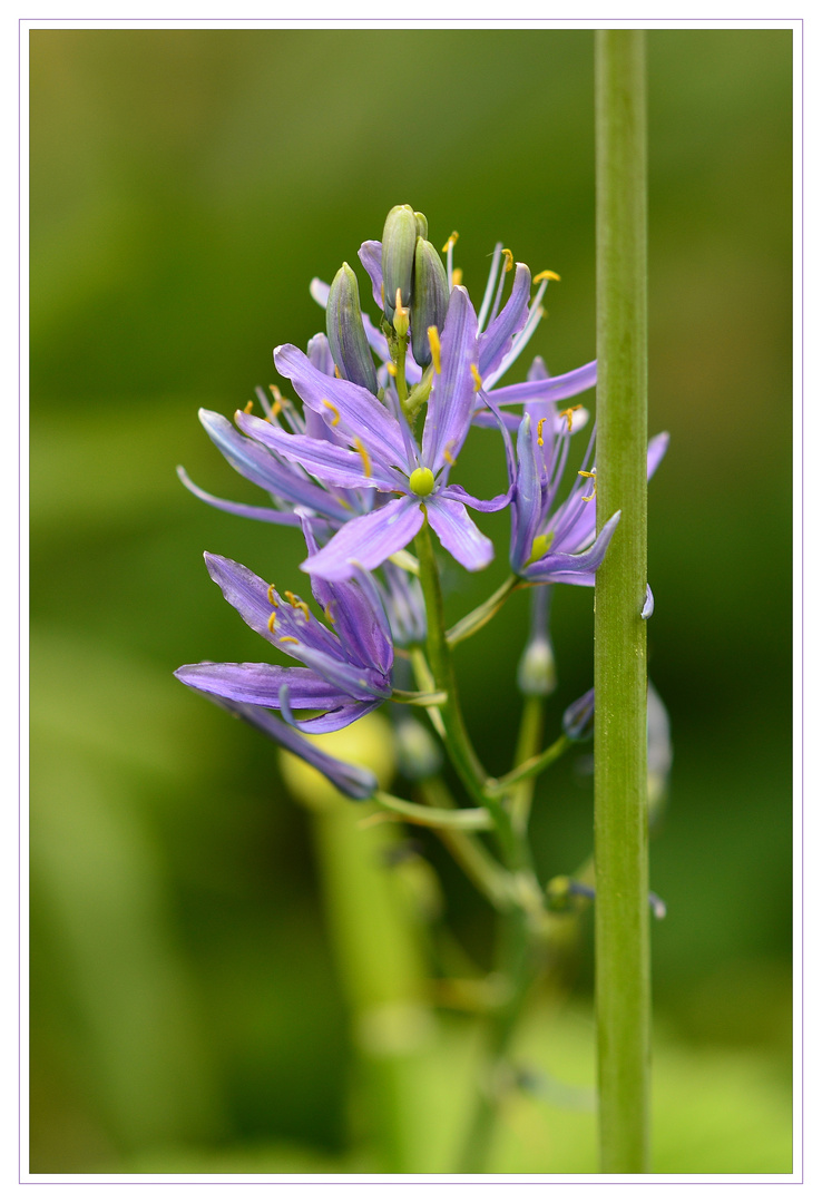 Blaue Prärielilie