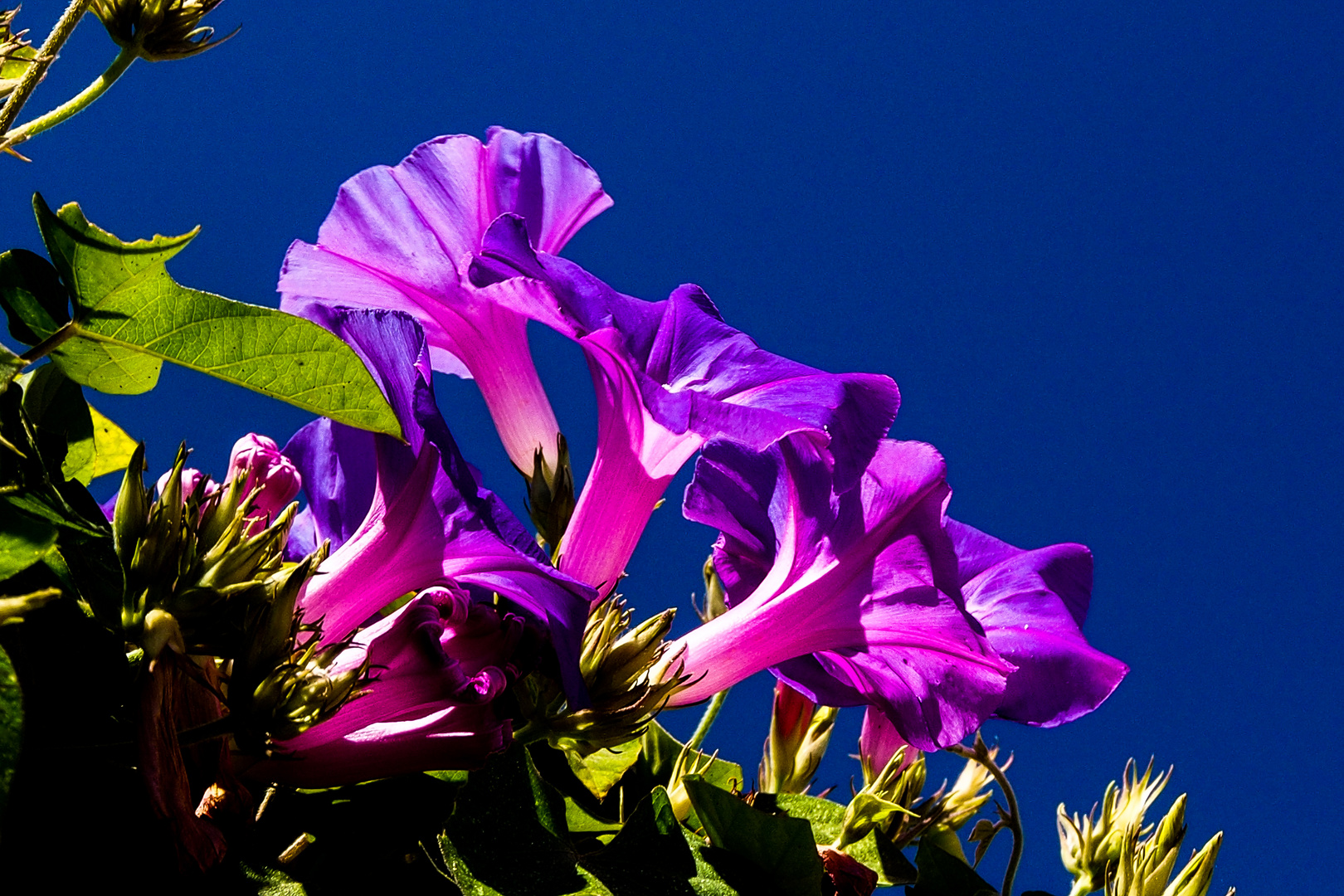 Blaue Prunkwinde