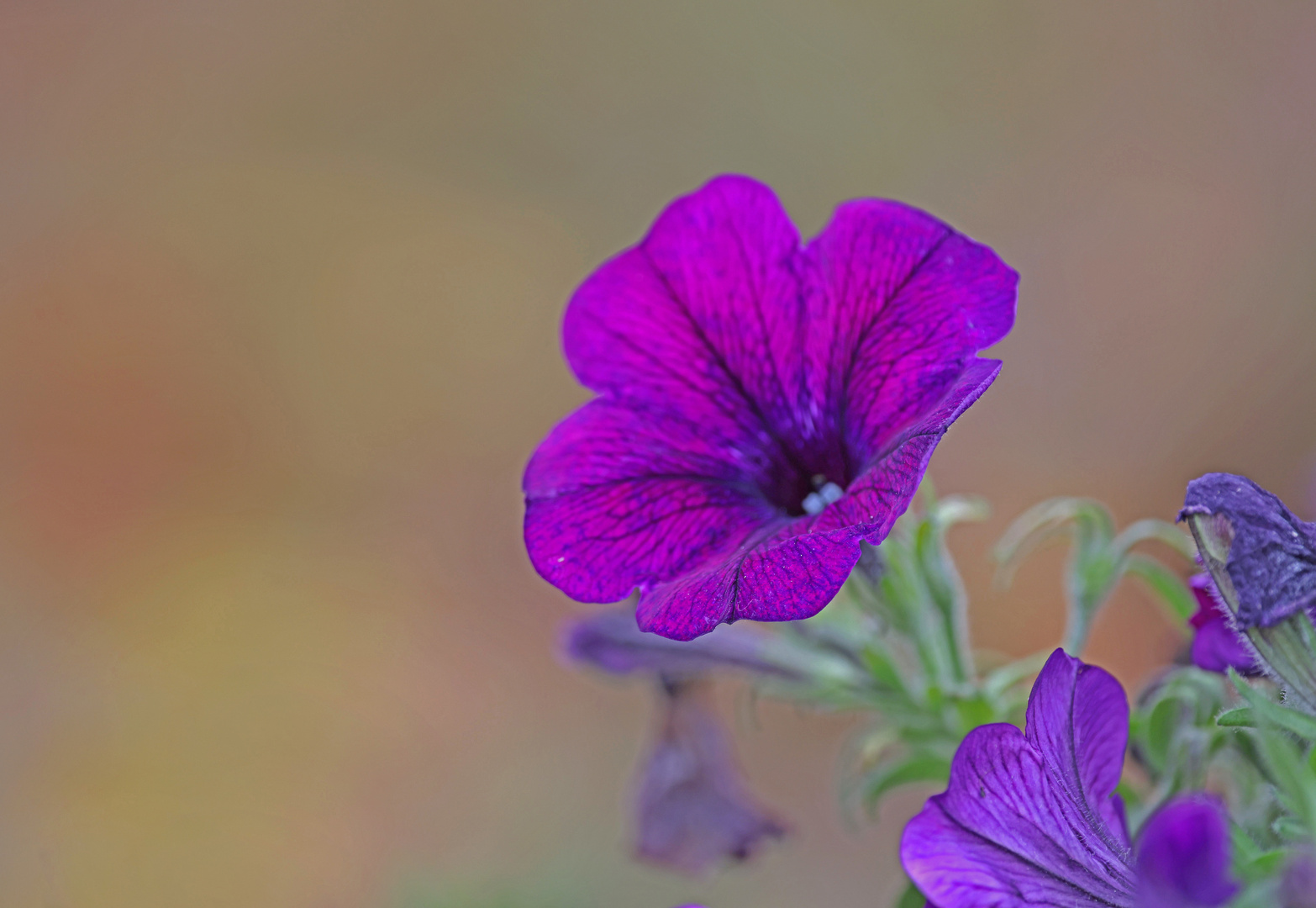 Blaue Prunkwinde