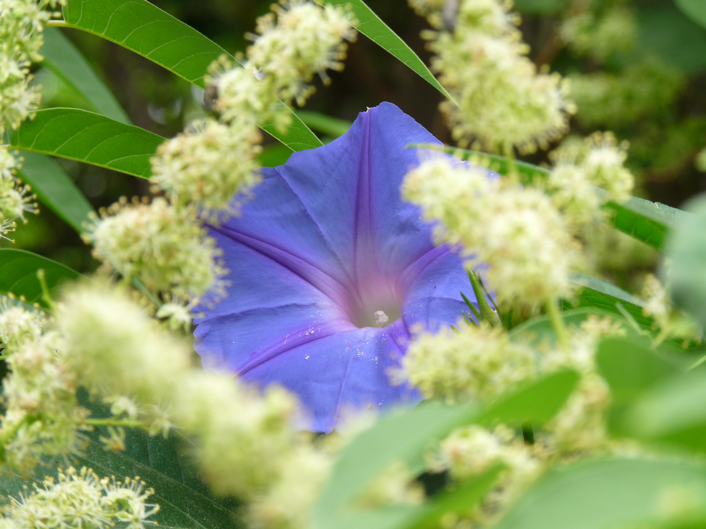 Blaue Prunkwinde