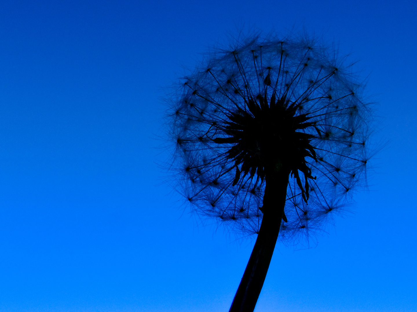 Blaue Pusteblume