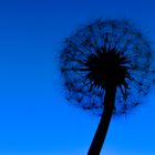 Blaue Pusteblume