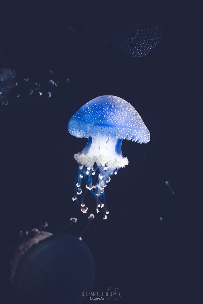 Blaue Qualle Foto & Bild | tiere, tierdetails, blue Bilder auf